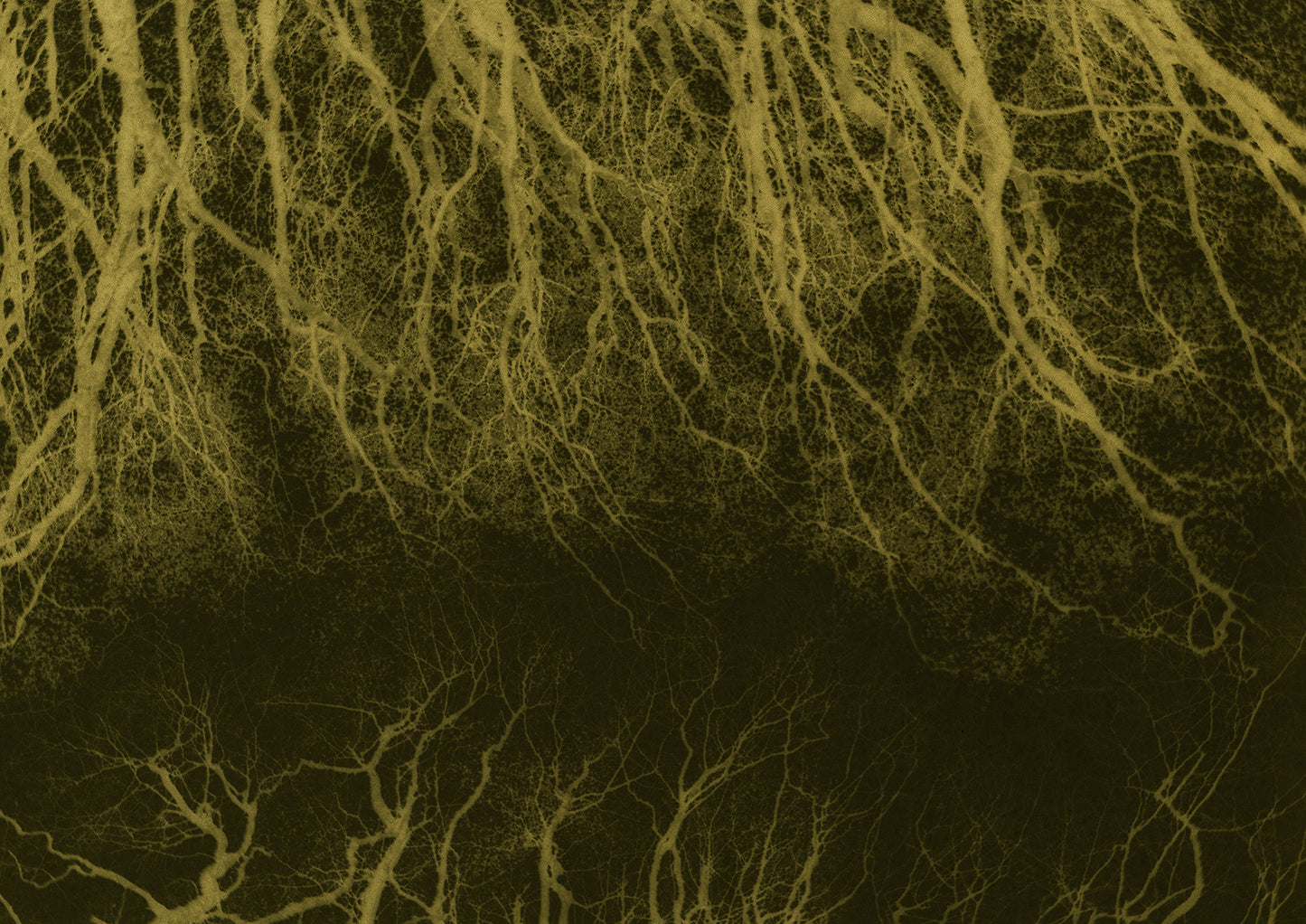 Dark woods