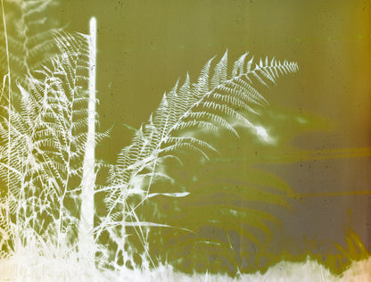 Fern