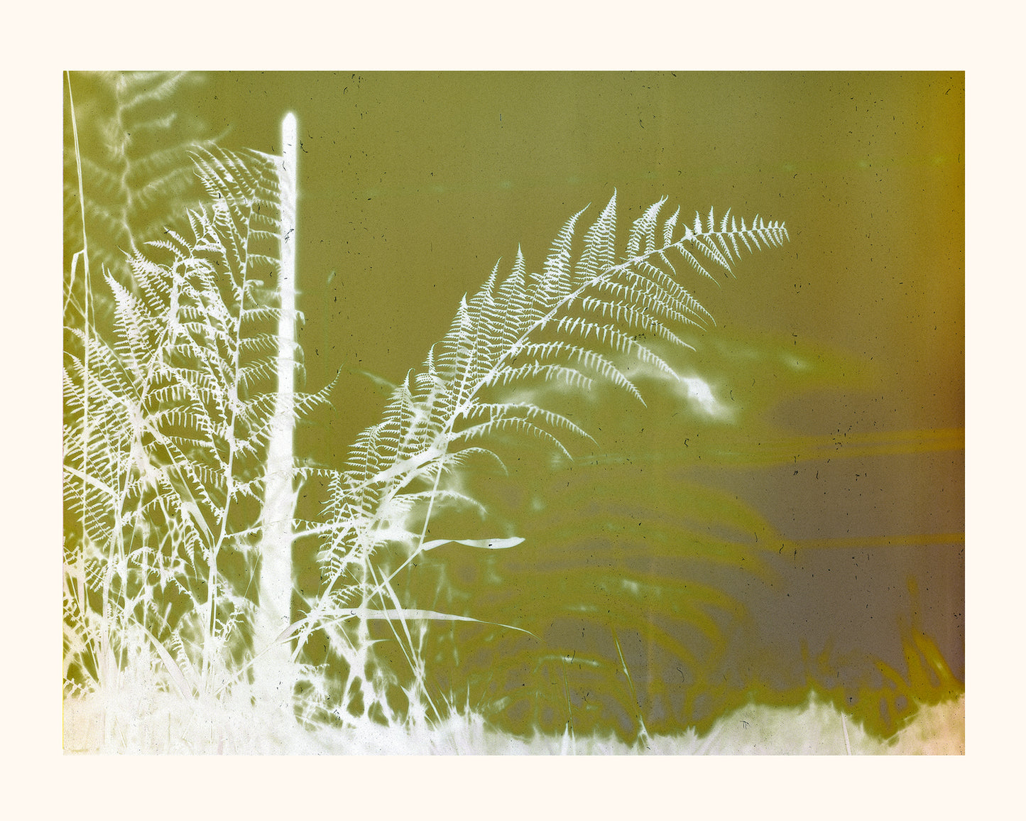 Fern