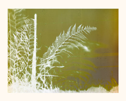 Fern
