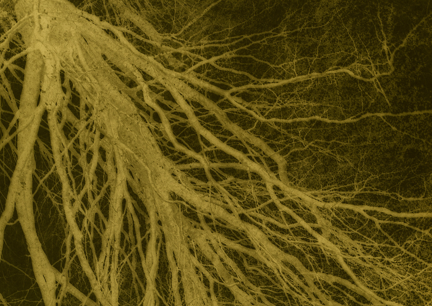 Tree branch