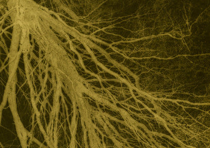 Tree branch